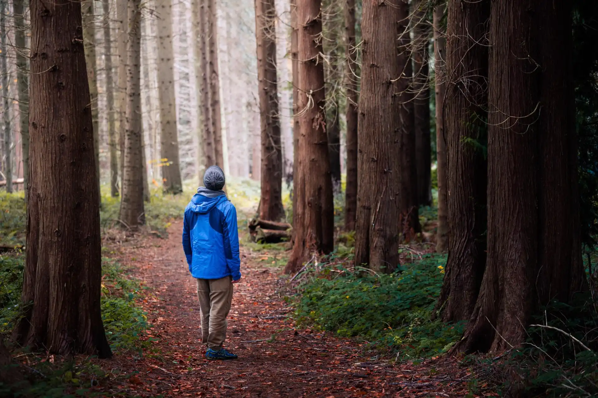 Man with a blue jacket standing in the middle of a path in the forest