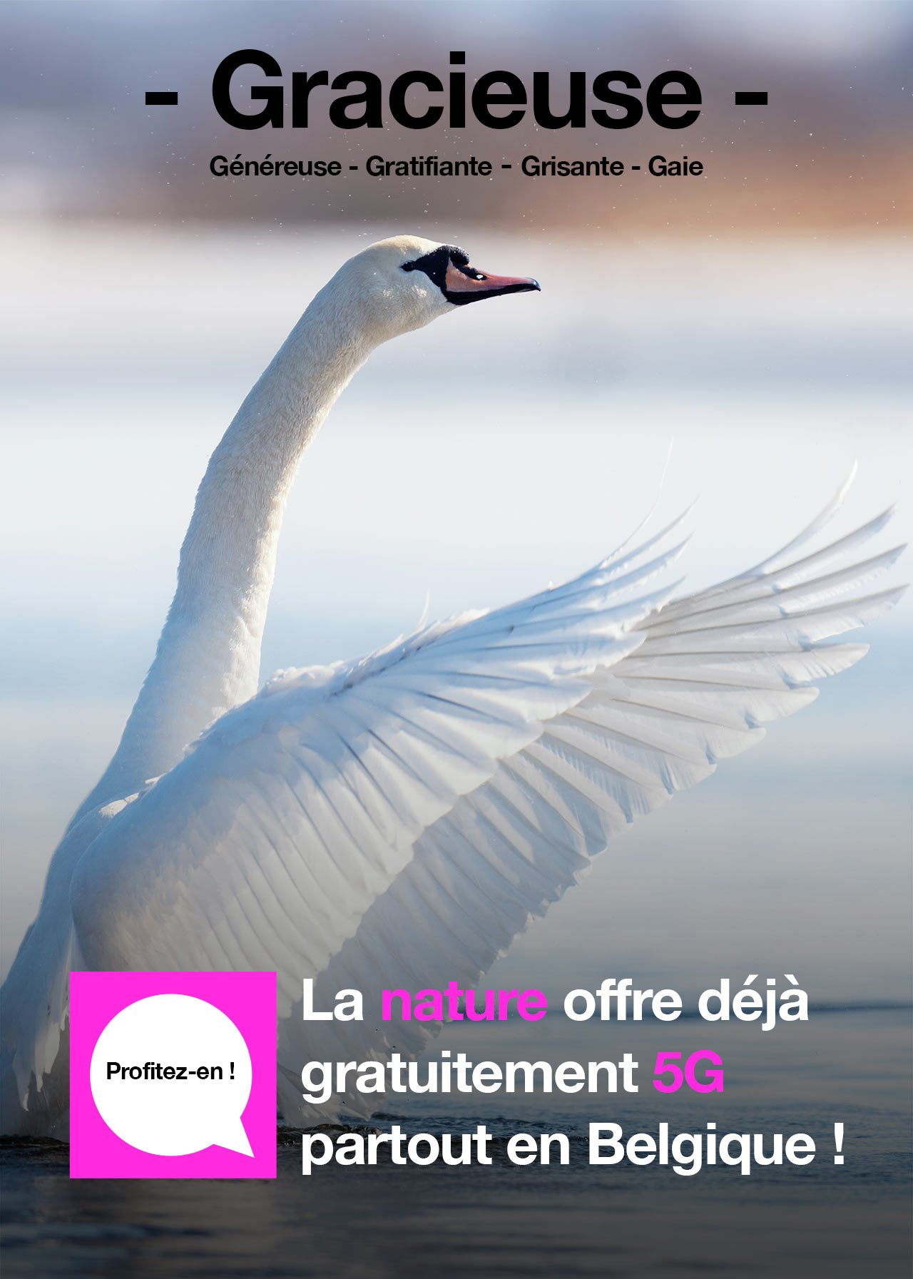 White swan starting to fly