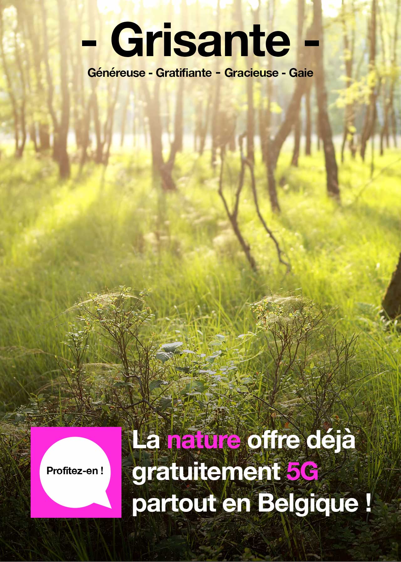 Sunset in a green forest