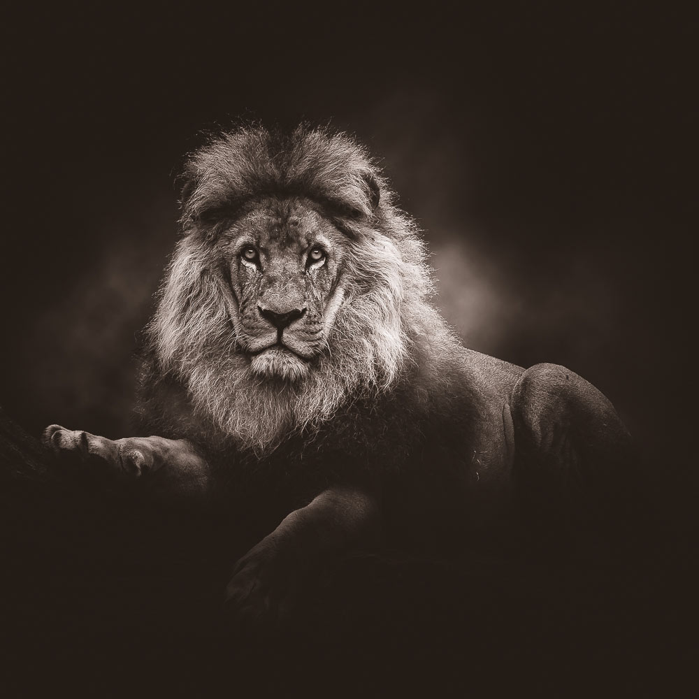 Head of a lion on dark background