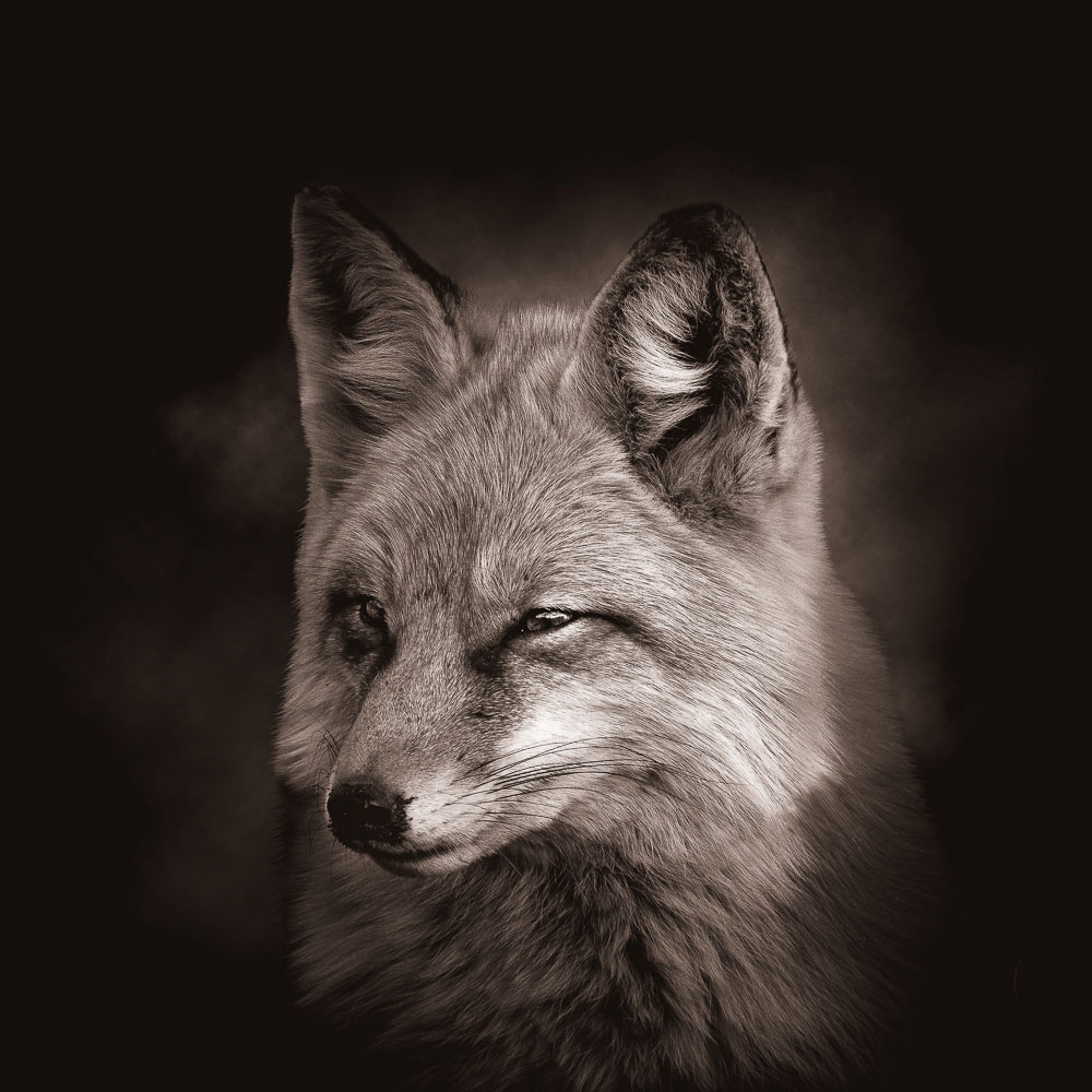 Head of a fox on dark background