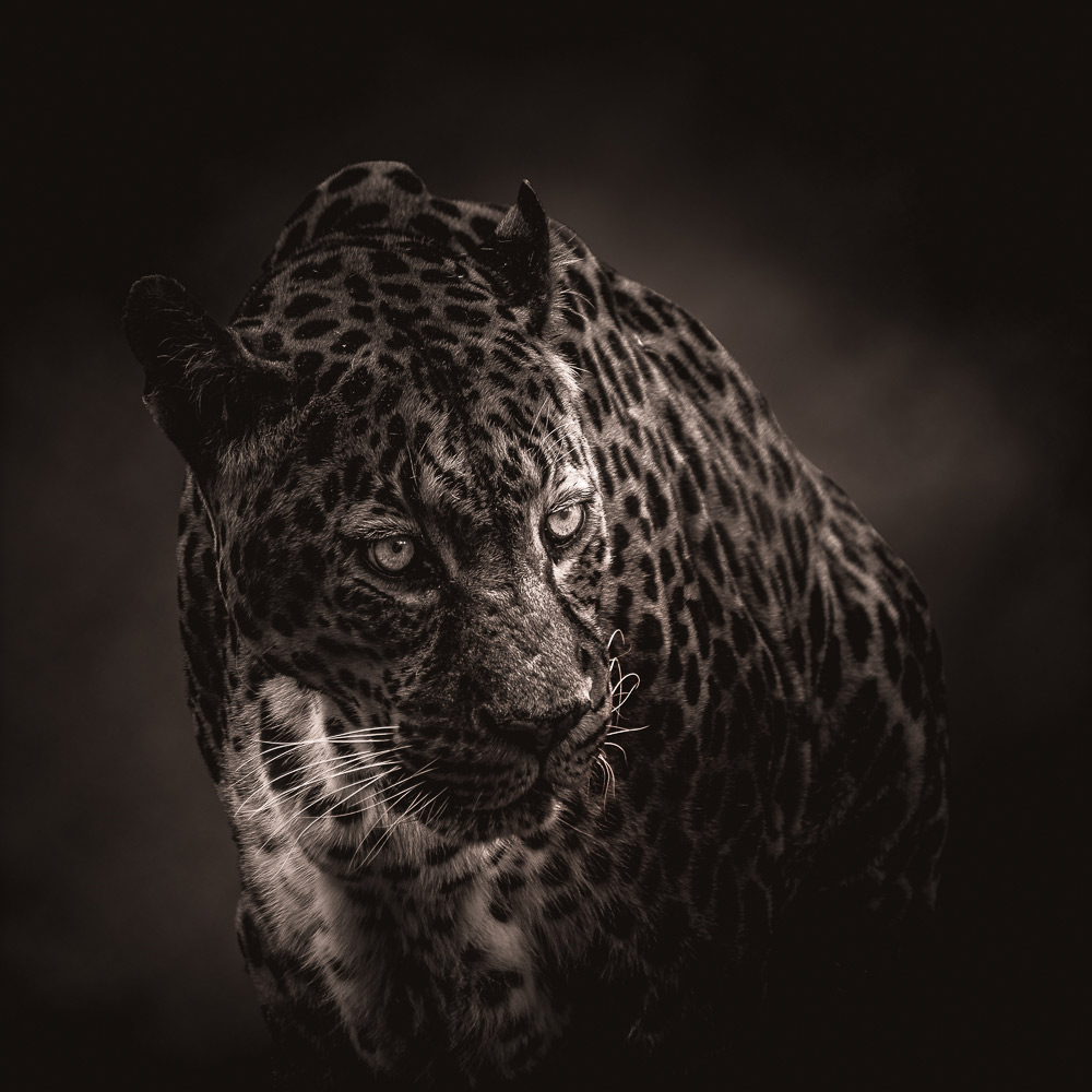 Head of a leopard on dark background