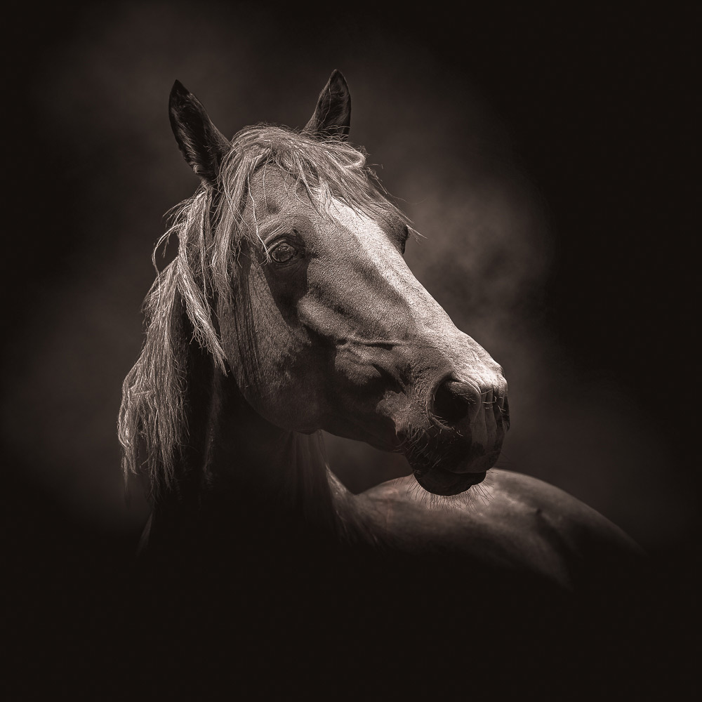 Head of a horse on dark background