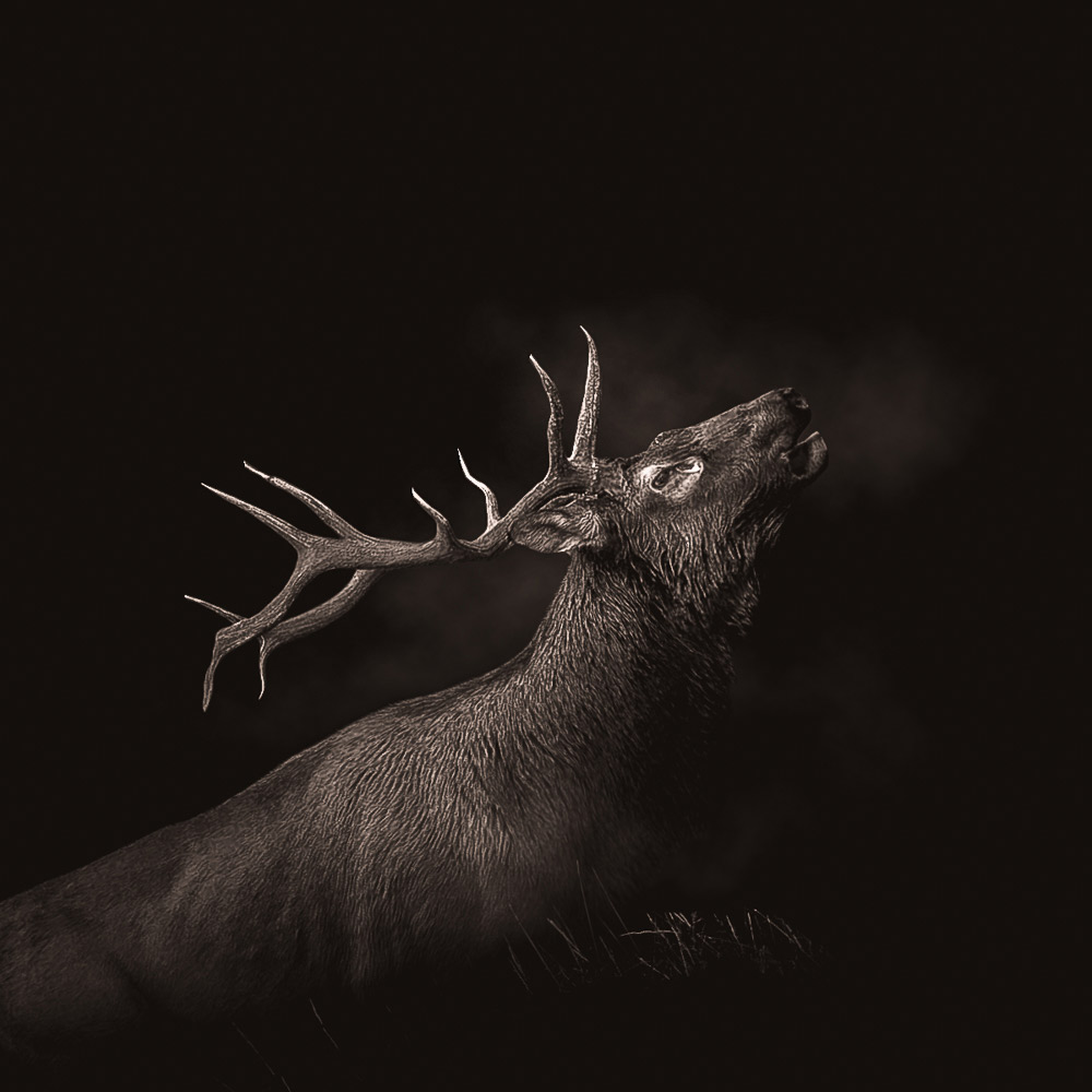 Head of a deer on dark background
