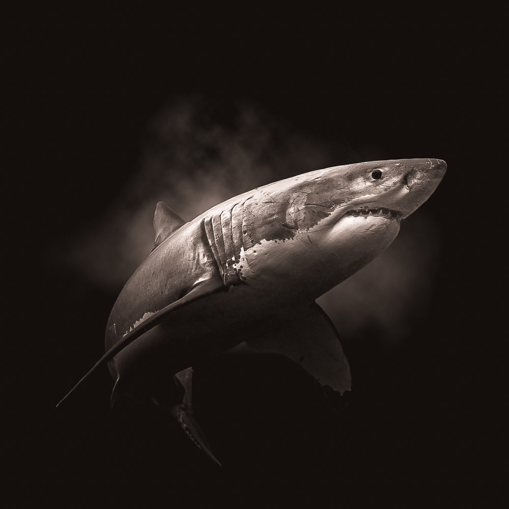 Head of a shark on dark background