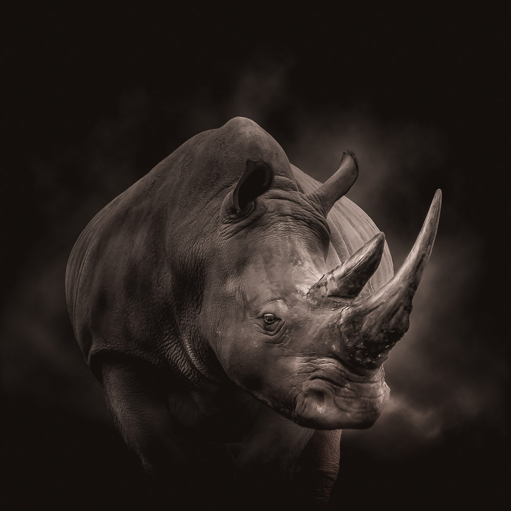 Head of a rhino on dark background