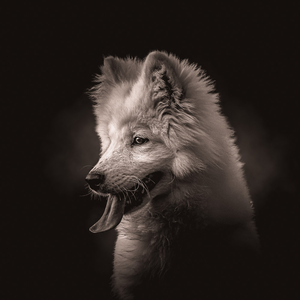 Head of a dog on dark background