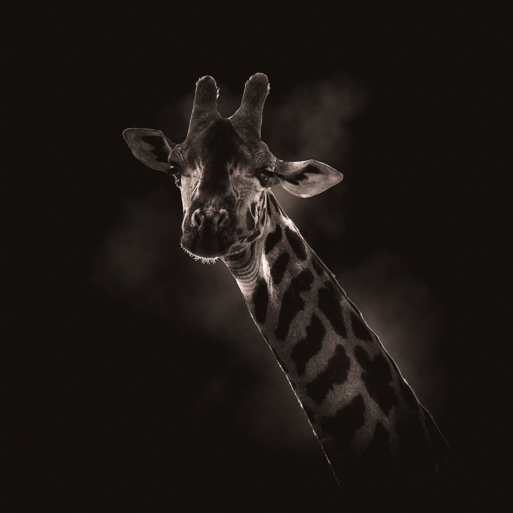 Head of a girafe on dark background