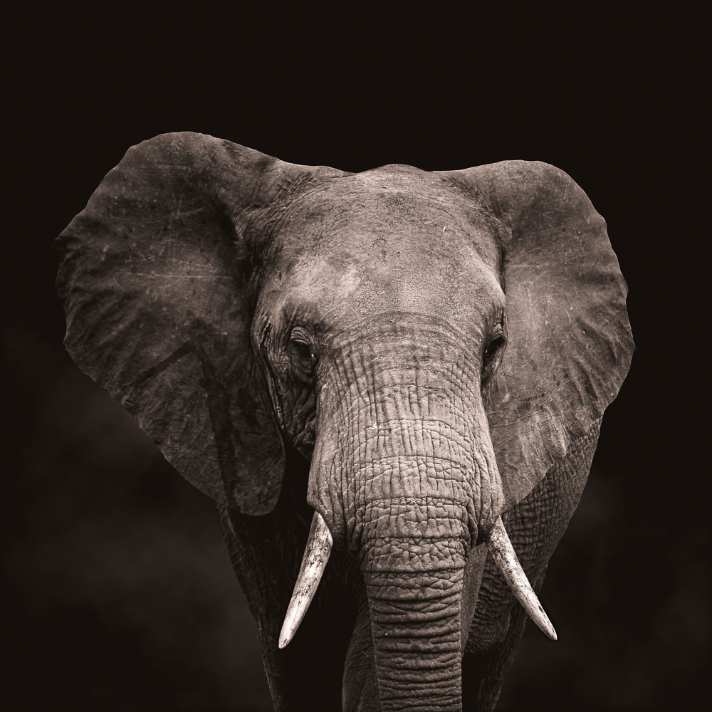 Head of an elephant on dark background