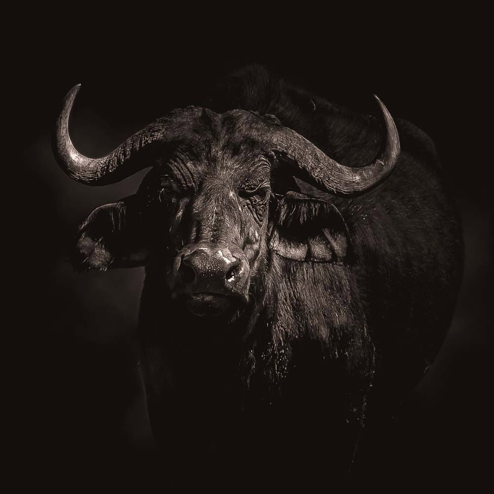 Head of a buffalo on dark background
