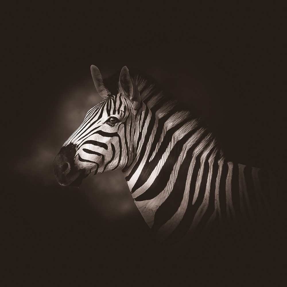 Head of a zebra on dark background