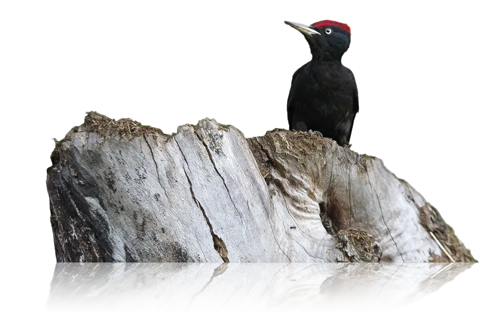 Bird standing on a tree