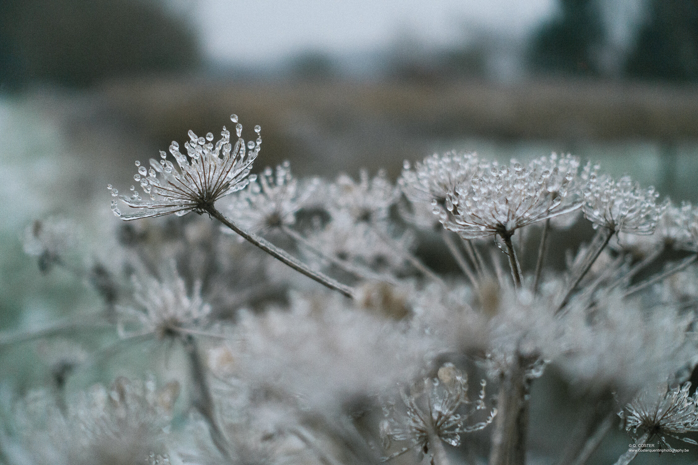Frozen flowers