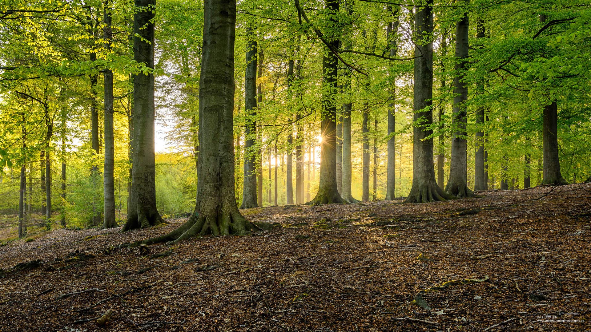 Sunrise in a green forest