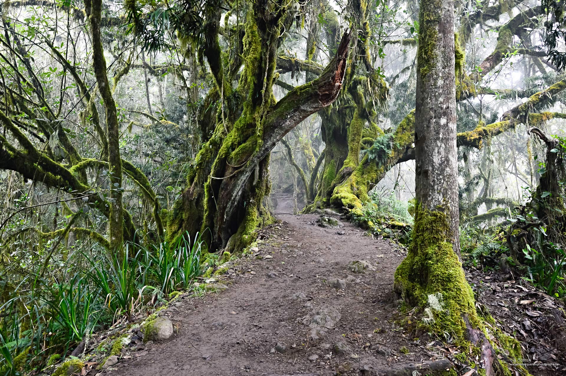 Path in the rainforest